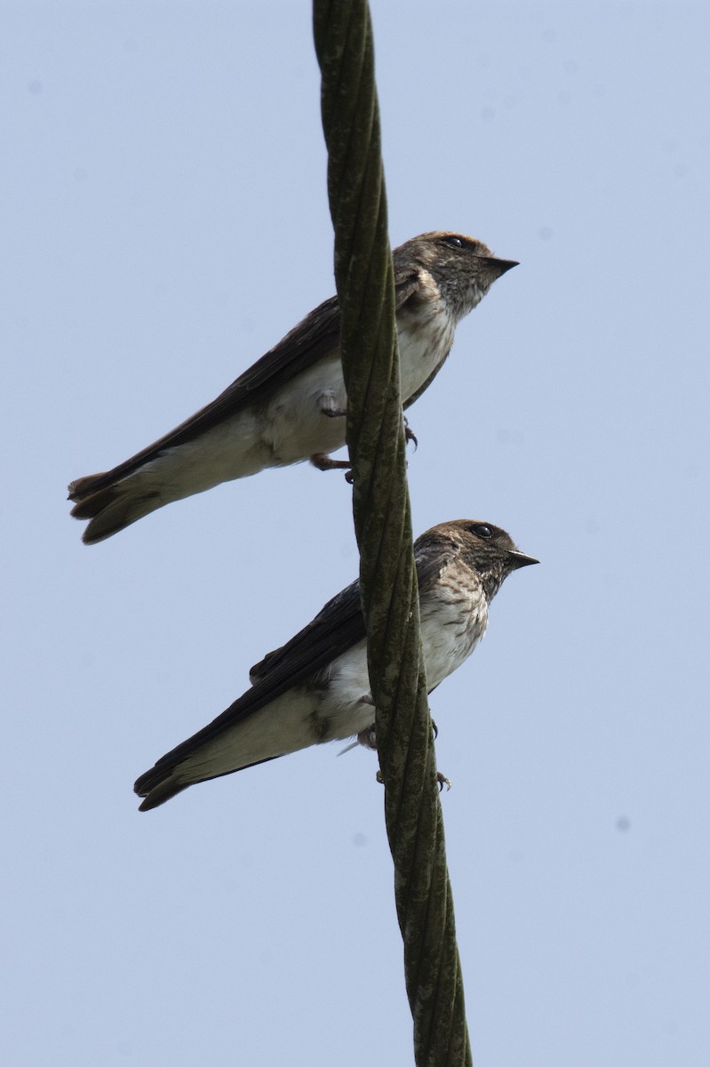 Streak-throated Swallow - ML642518116