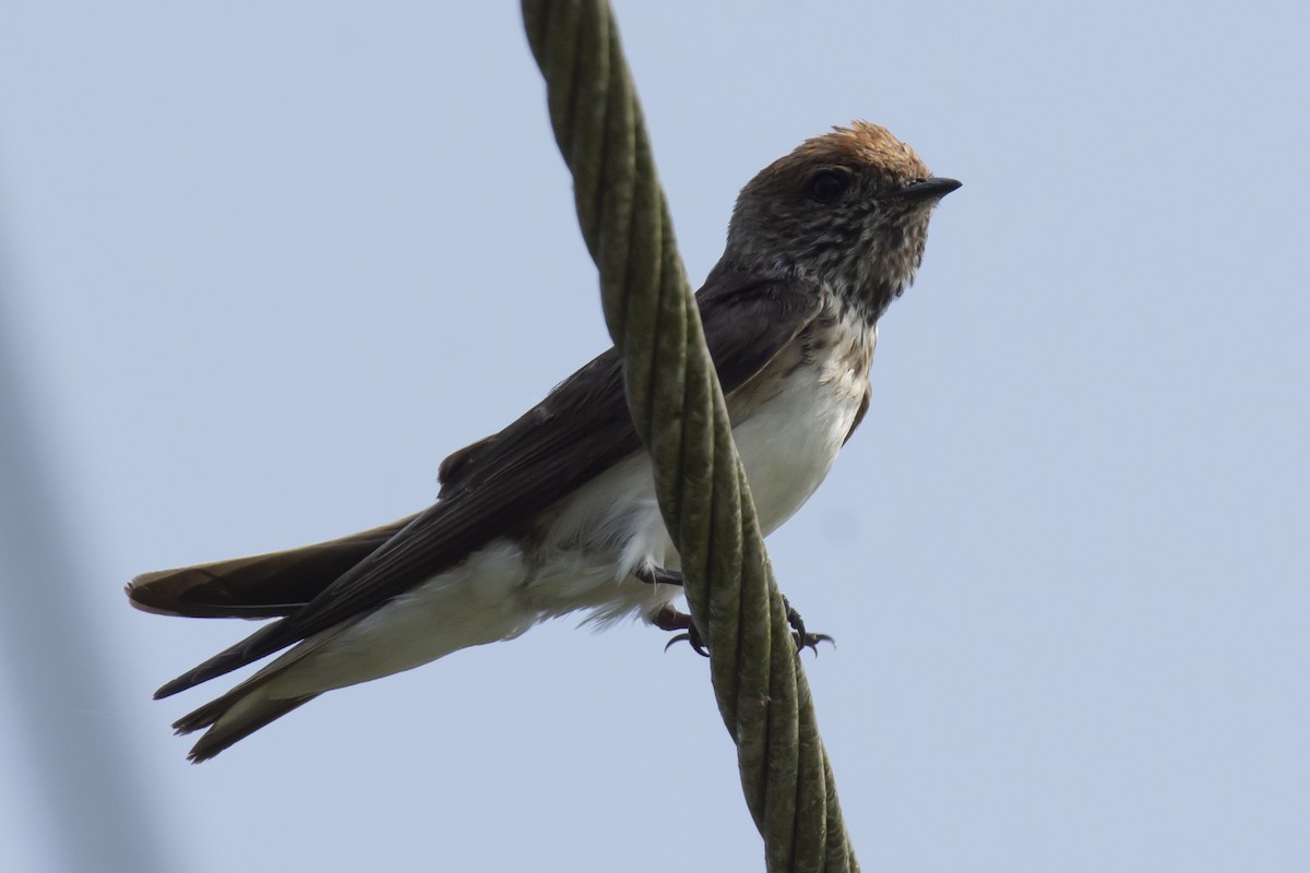 Streak-throated Swallow - ML642518117
