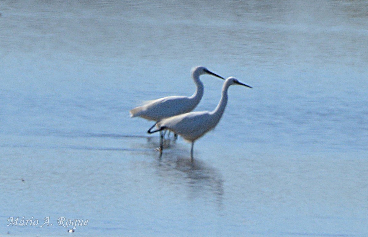 小白鷺 - ML642518127