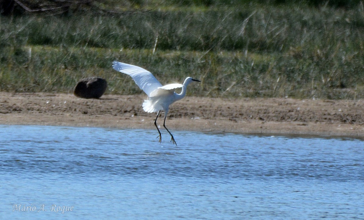 小白鷺 - ML642518130