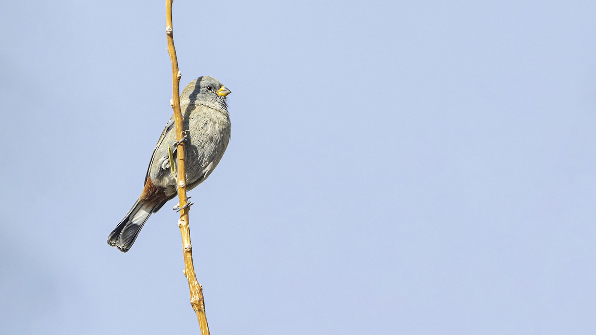 Band-tailed Seedeater - ML642518134