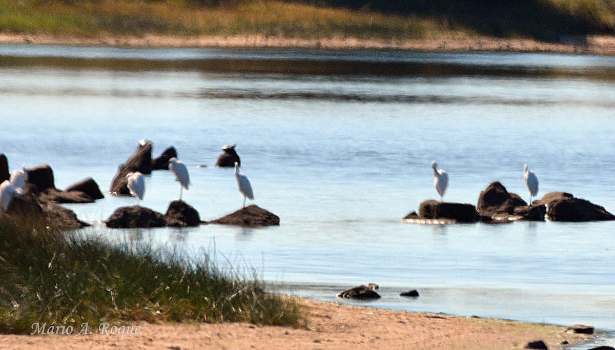 Western Cattle-Egret - ML642518135