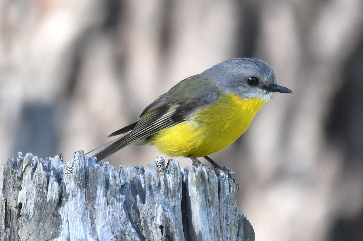 Eastern Yellow Robin - ML642518137