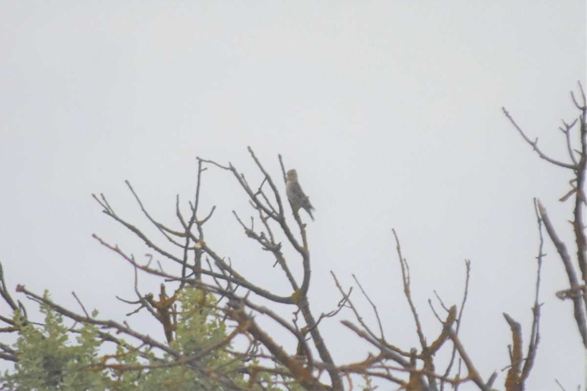 Rock Sparrow - ML642518139