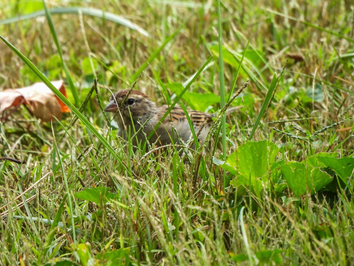 Chipping Sparrow - ML642518165