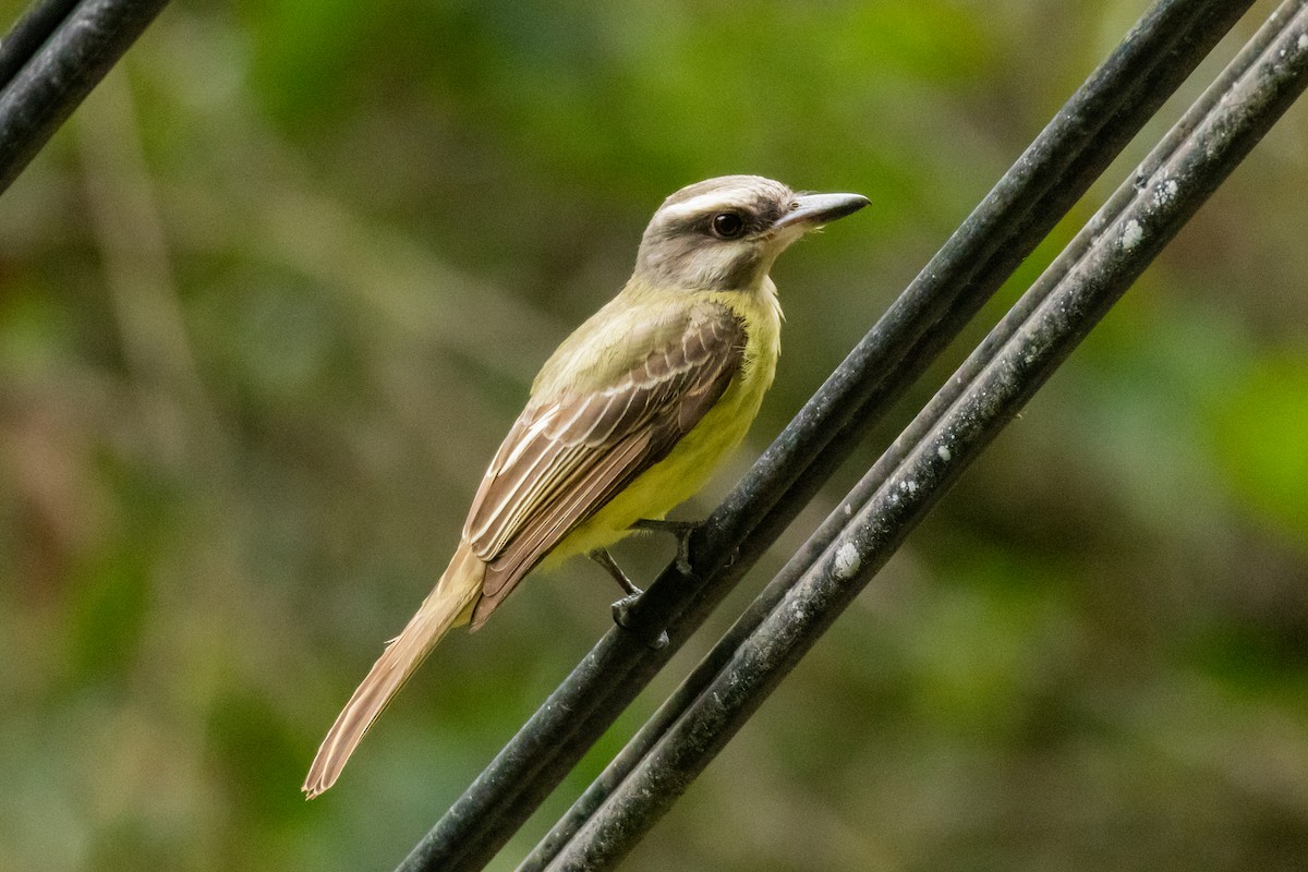 Golden-crowned Flycatcher - ML642518166