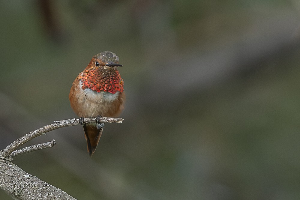 Allen's Hummingbird - ML642518167