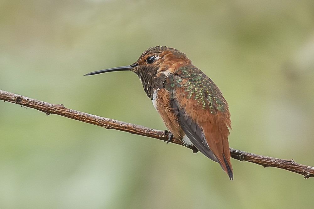 Allen's Hummingbird - ML642518168