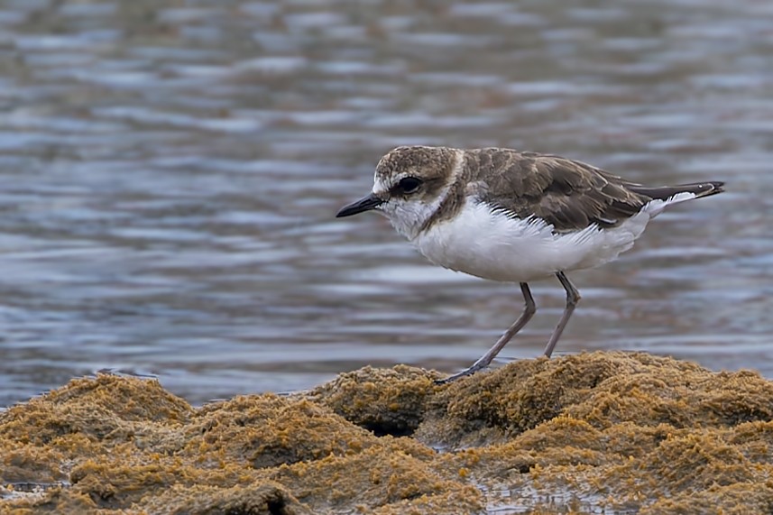 Javan Plover - ML642518172