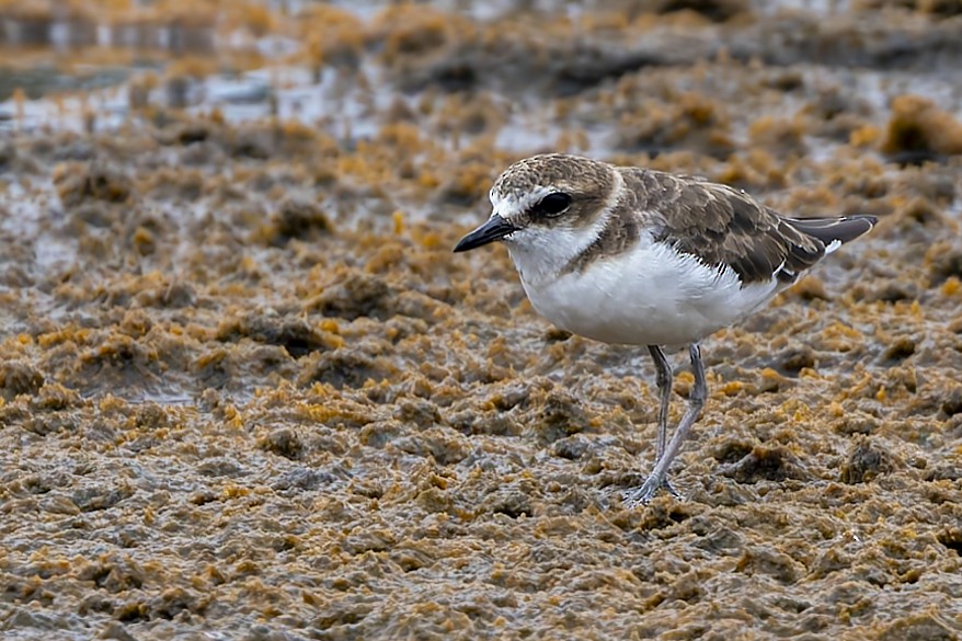 Javan Plover - ML642518174