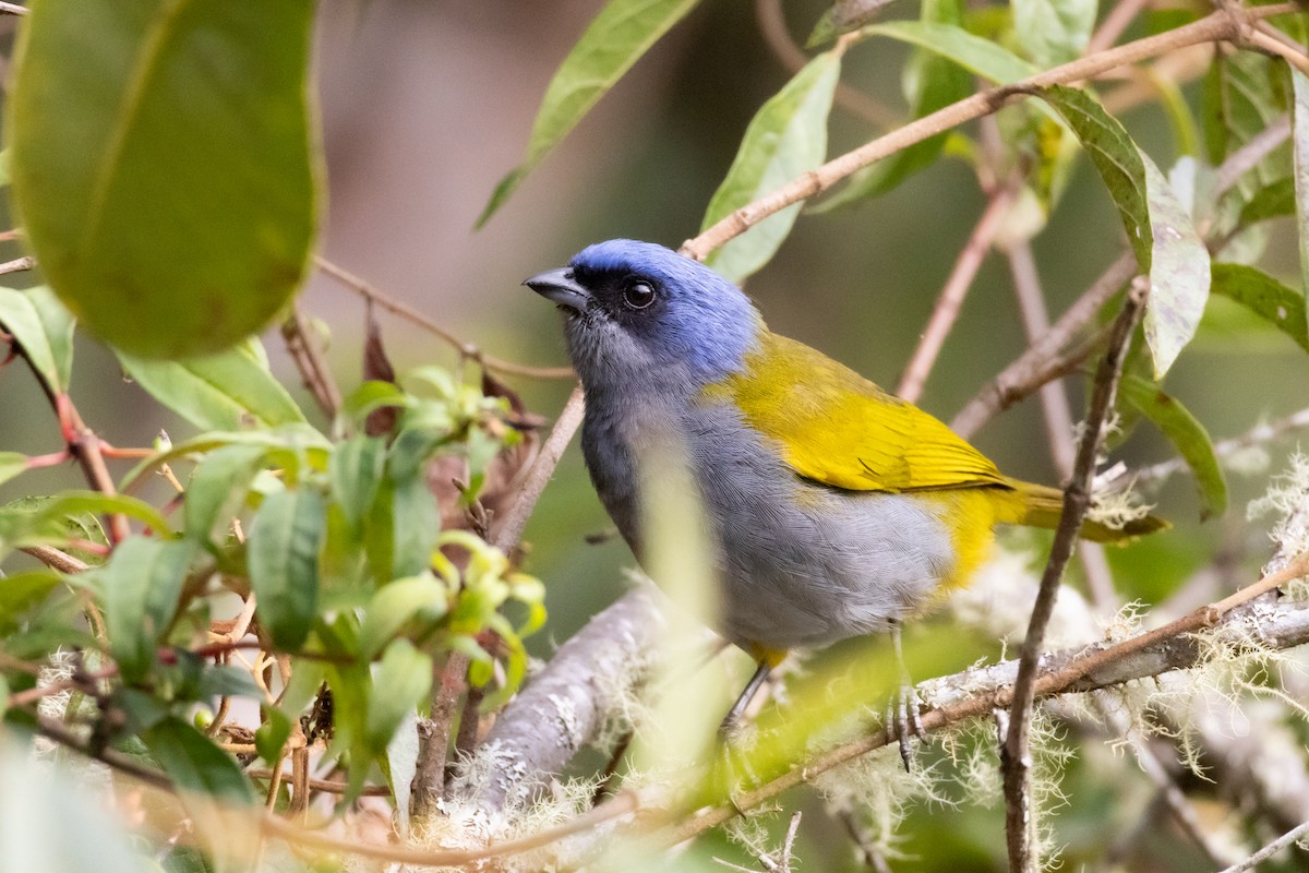 Tangara Coroniazul - ML642518176