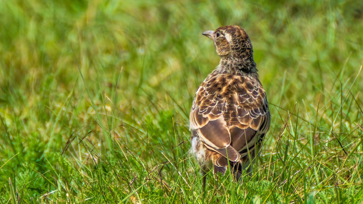 Calandria Tibetana - ML642518197