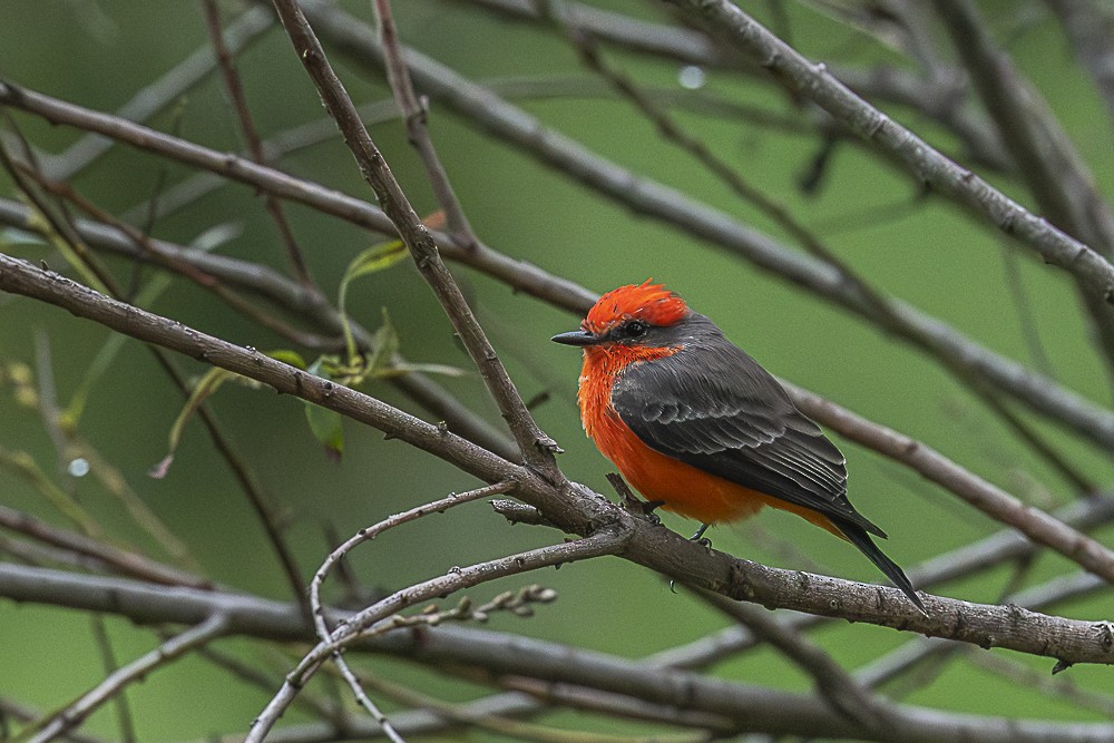 Mosquero Cardenal - ML642518205