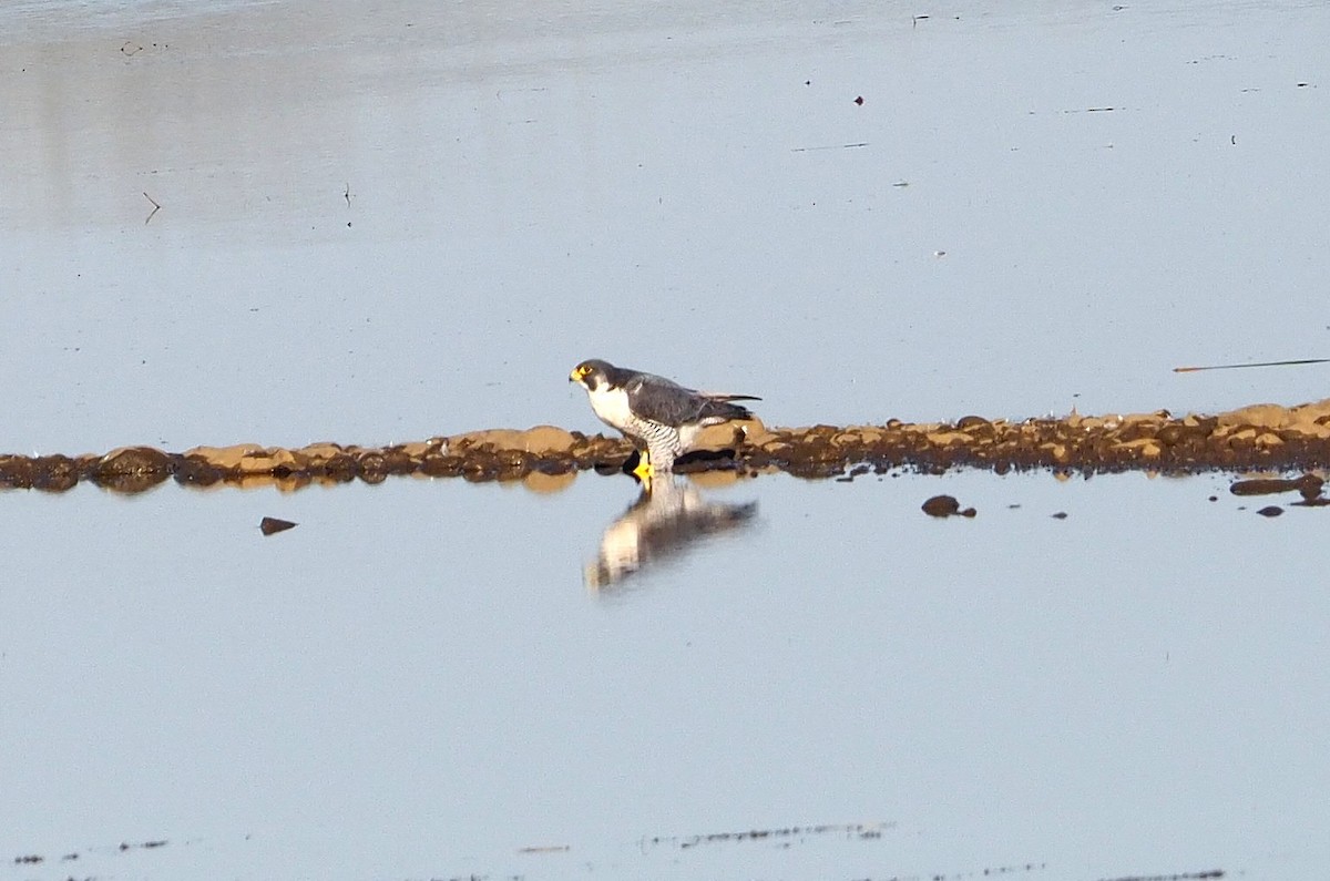 Halcón Peregrino - ML642518206