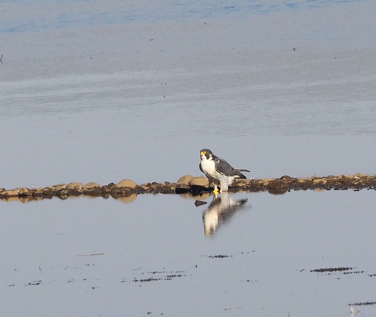 Halcón Peregrino - ML642518208