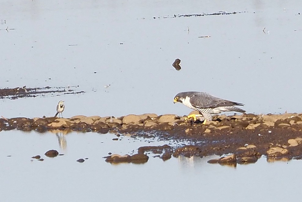 Halcón Peregrino - ML642518209