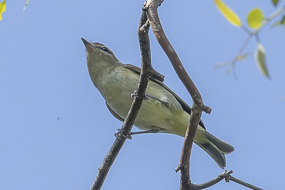 Ötücü Vireo - ML642518212