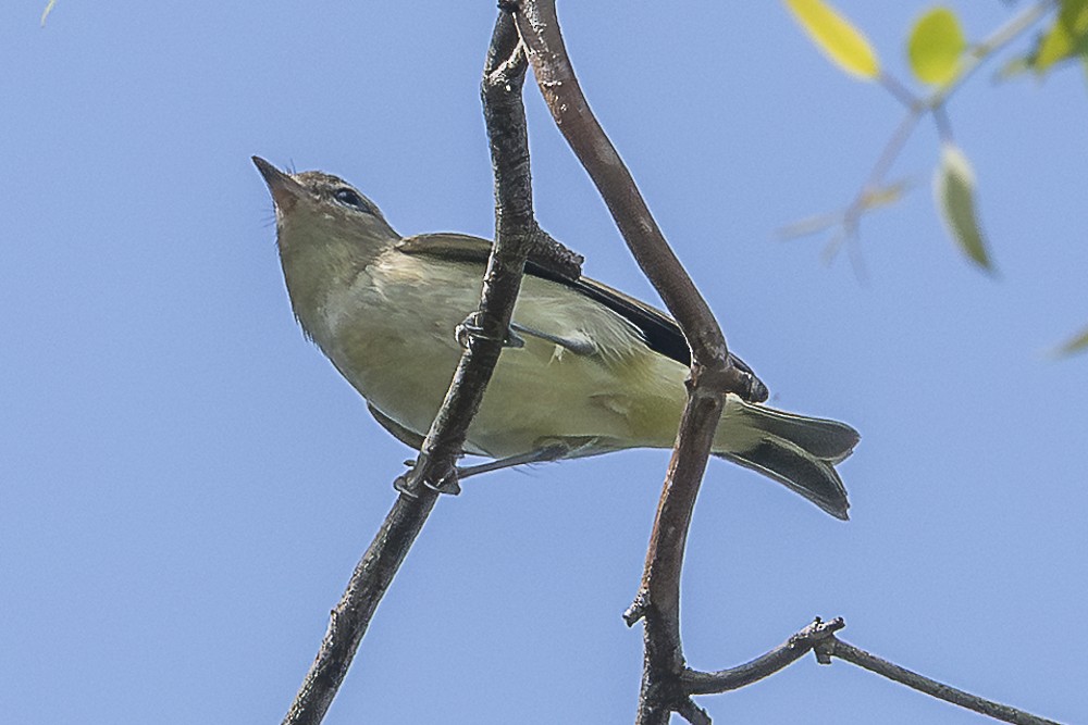 Ötücü Vireo - ML642518213