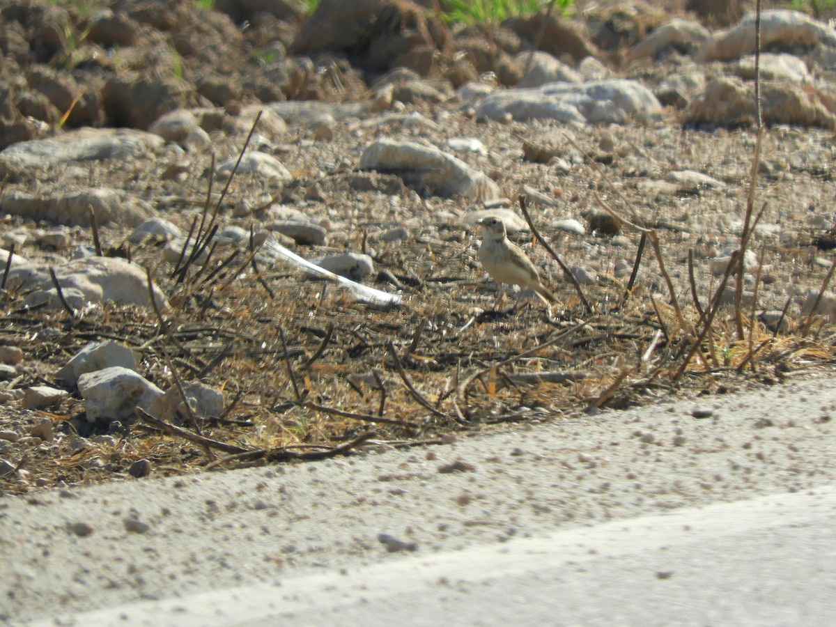 Bozkır Toygarı - ML642518233