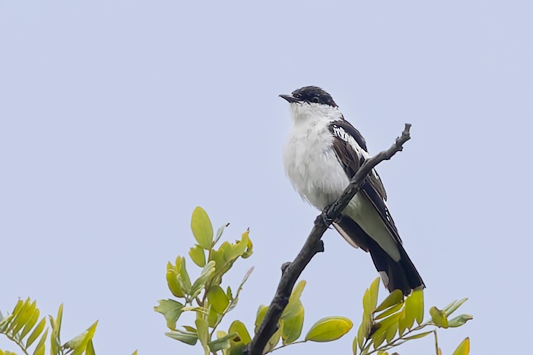 White-shouldered Triller - ML642518270