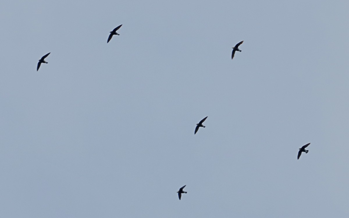 White-throated Needletail - ML642518278