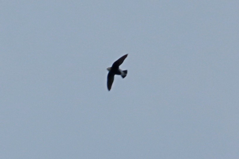 White-throated Needletail - ML642518279