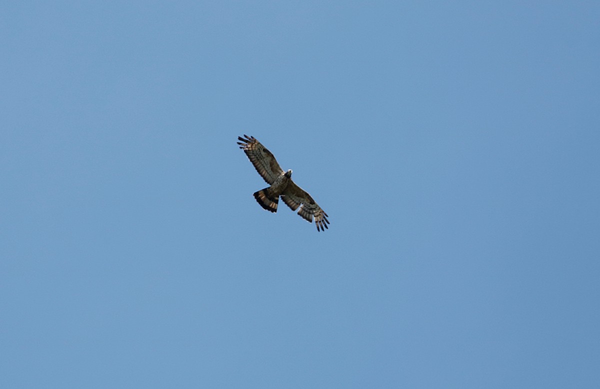 Oriental Honey-buzzard - ML642518294