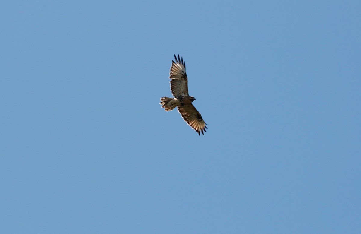 Eastern Buzzard - ML642518309