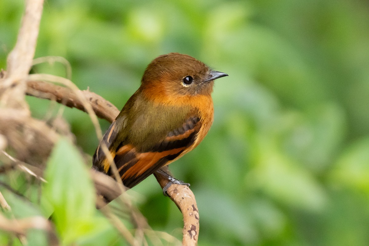 Cinnamon Flycatcher - ML642518328