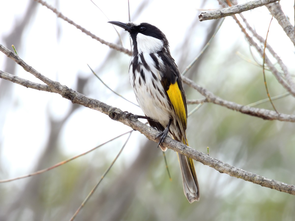 White-cheeked Honeyeater - ML642518347