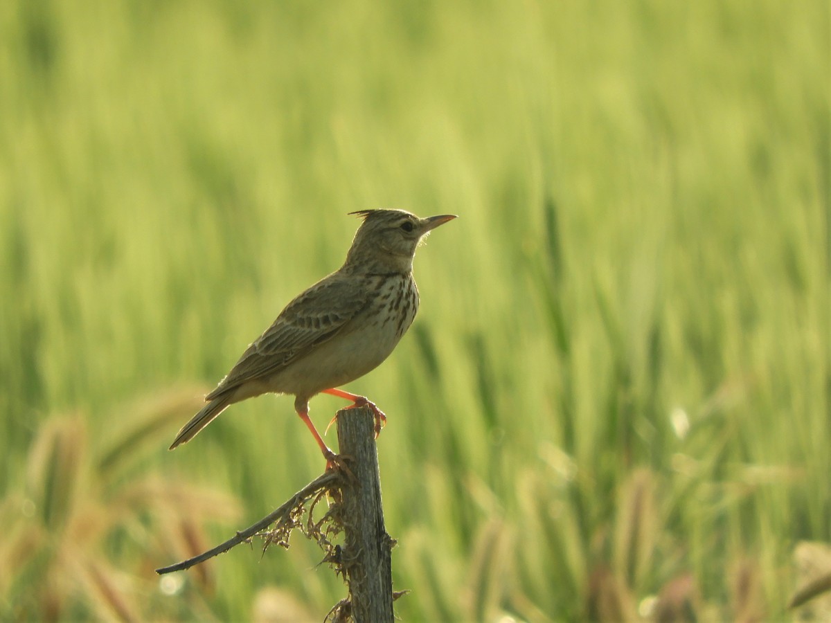 Cochevis huppé - ML642518353