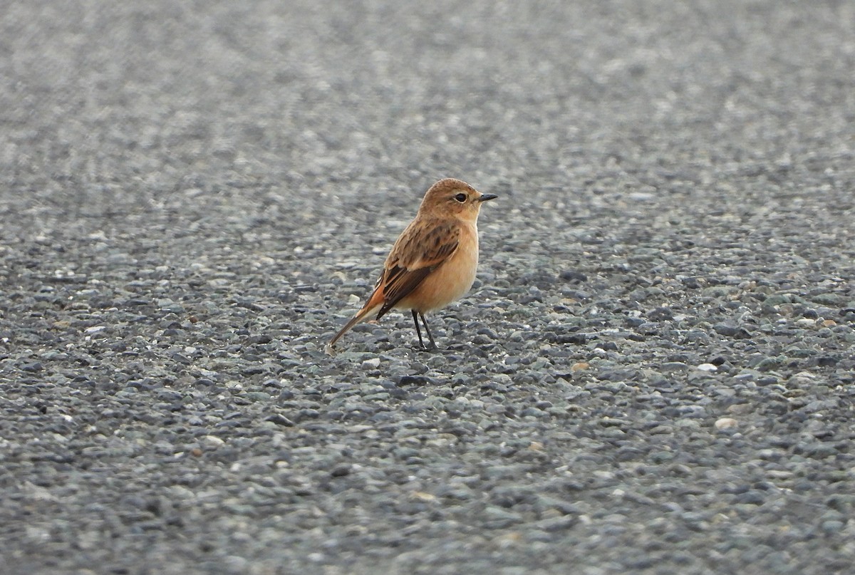 Amur Stonechat - ML642518384