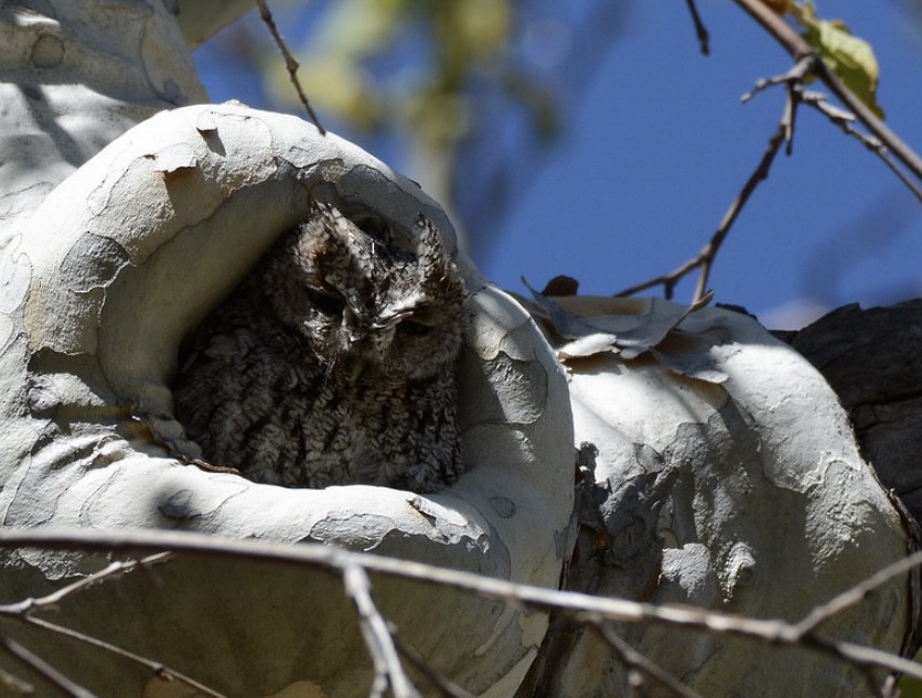 Whiskered Screech-Owl - ML642518389