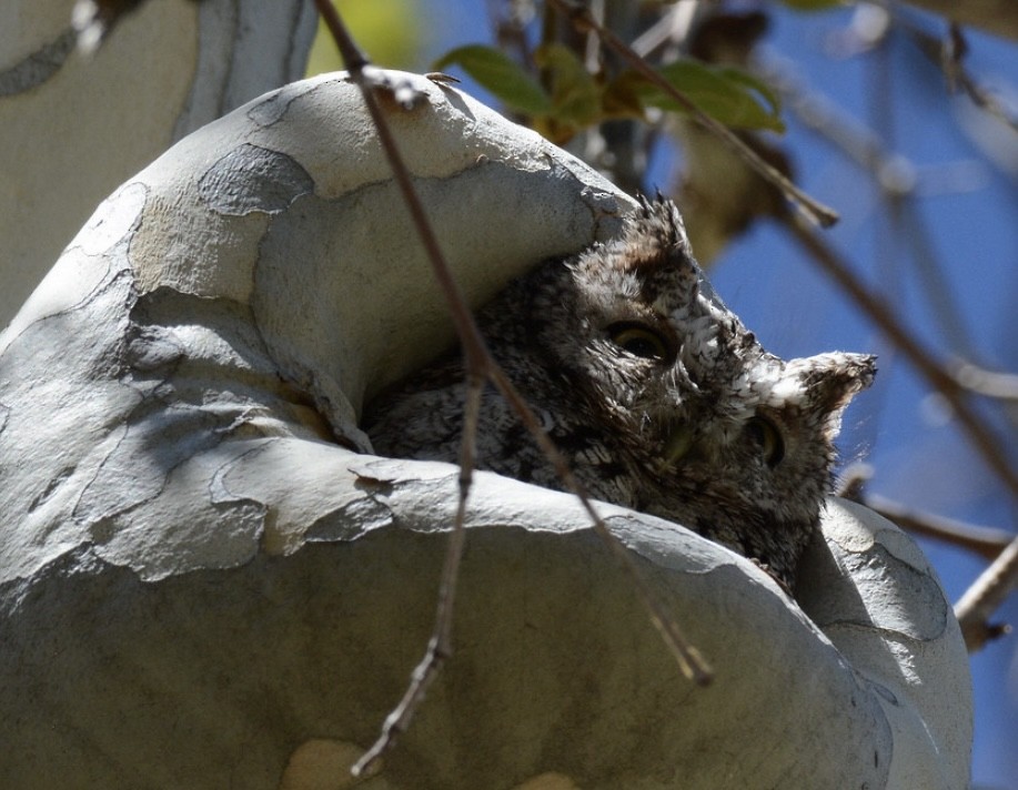 Whiskered Screech-Owl - ML642518390