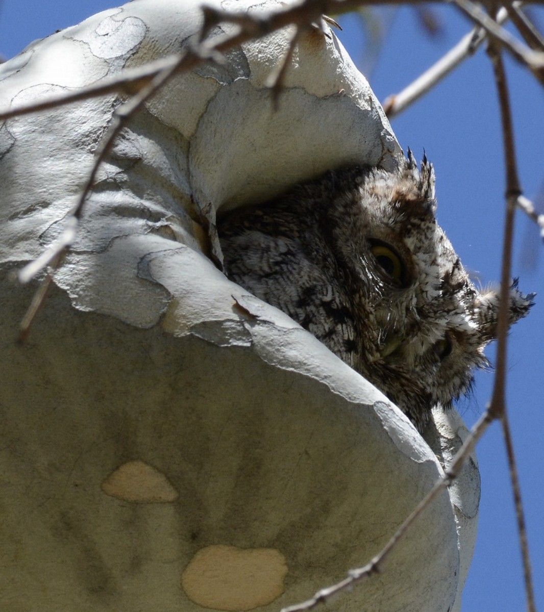 Whiskered Screech-Owl - ML642518391