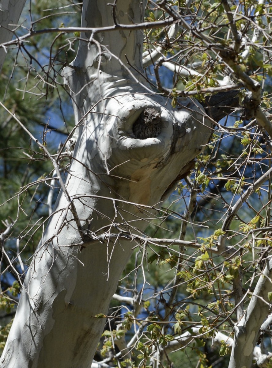 Whiskered Screech-Owl - ML642518392