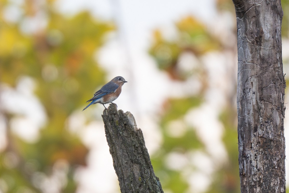 Eastern Bluebird - ML642518409