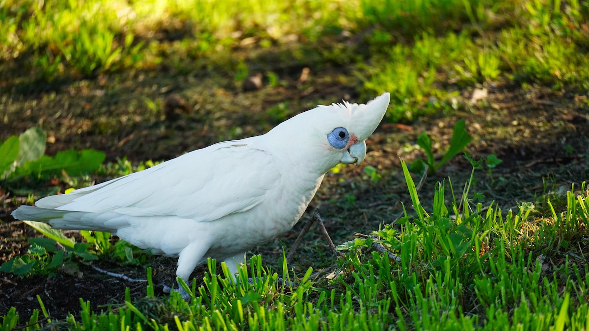 Little Corella - ML642518436