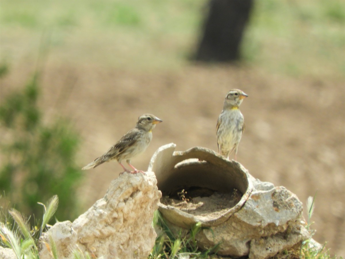 Moineau soulcie - ML642518441