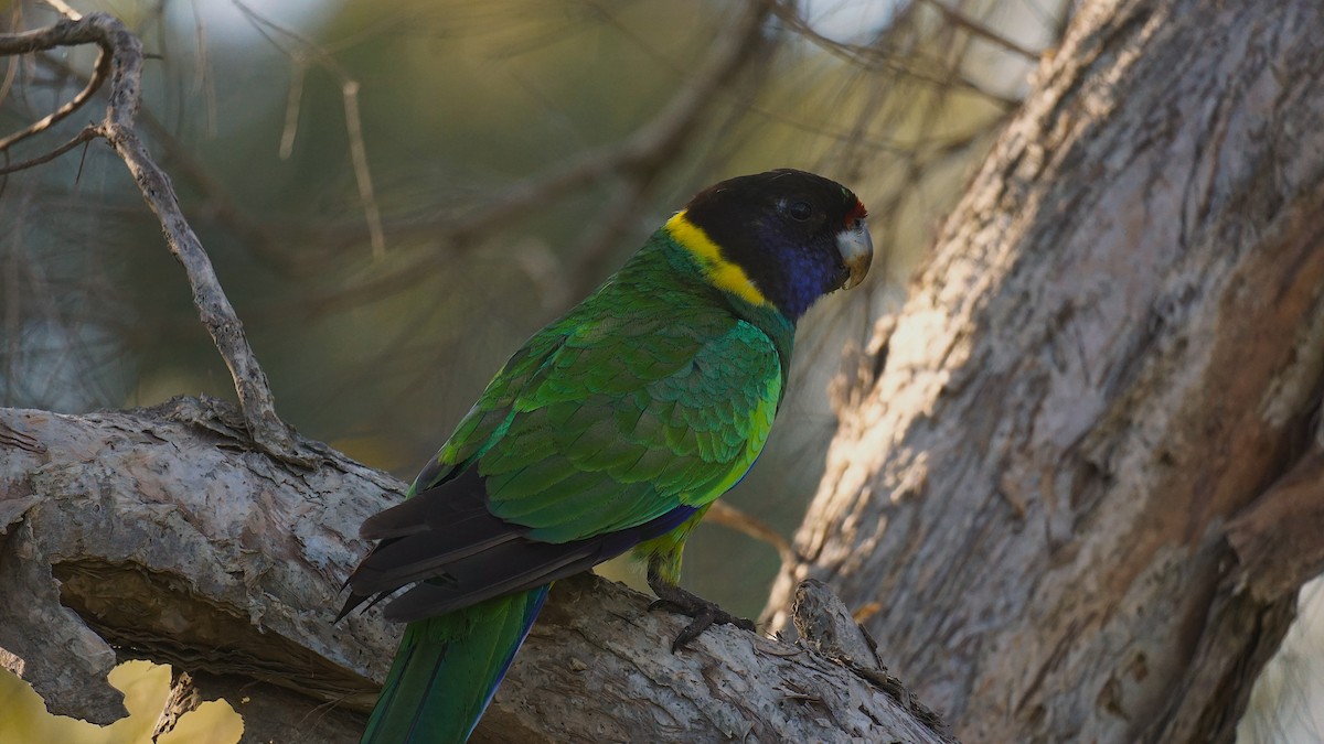 Australian Ringneck (Twenty-eight) - ML642518451