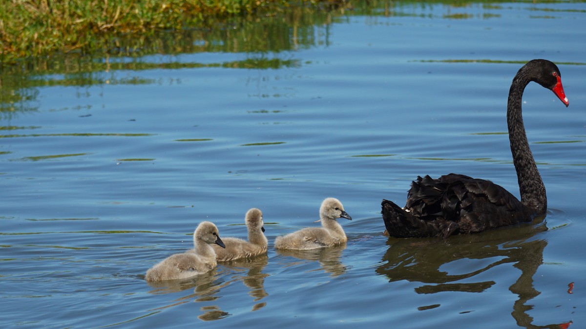 Black Swan - ML642518487