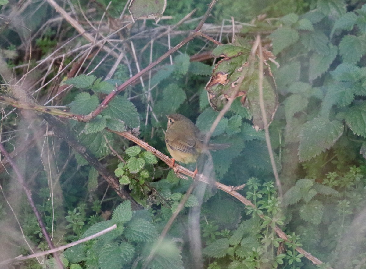 Radde's Warbler - ML642518490