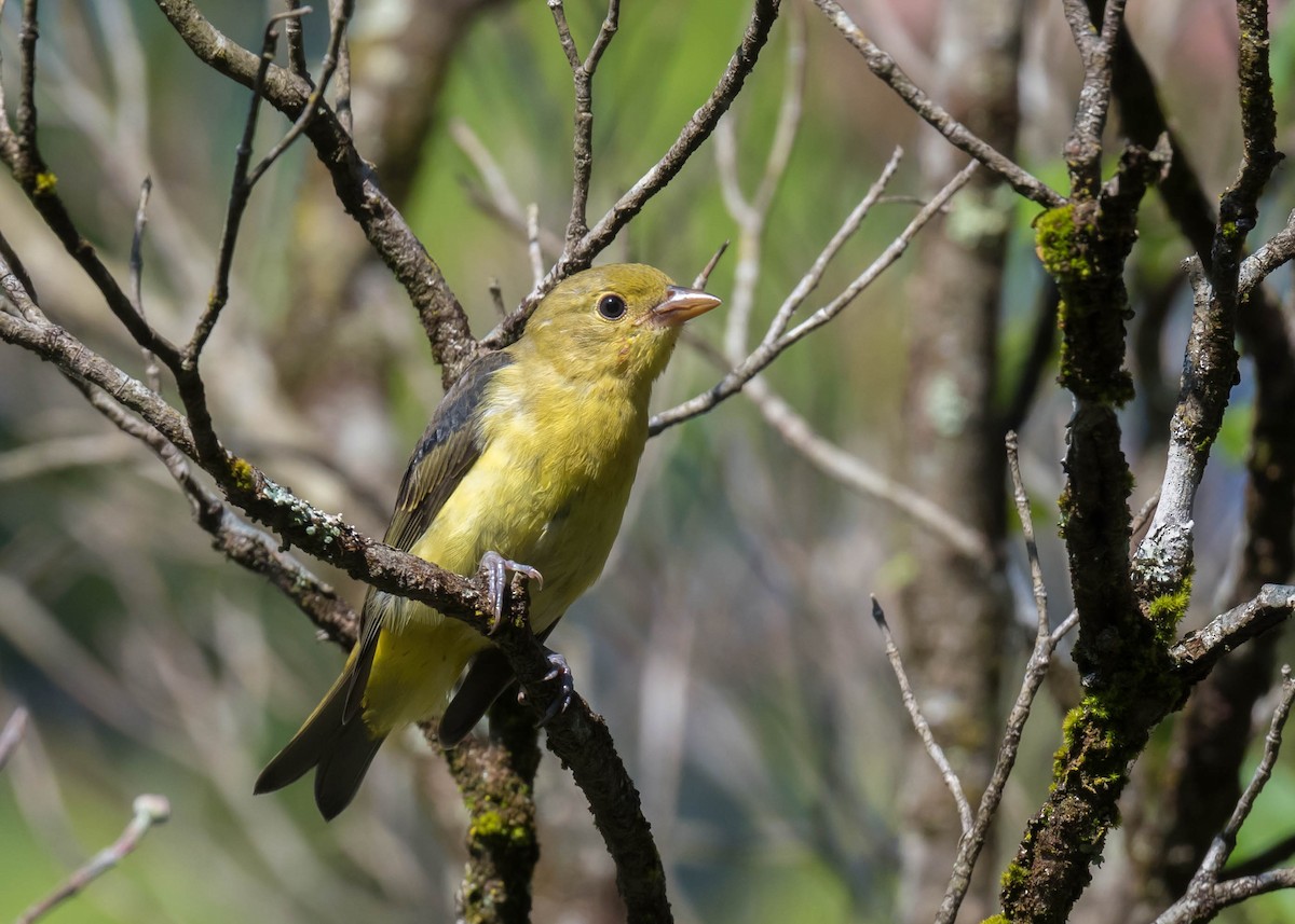 Scarlet Tanager - ML642518491