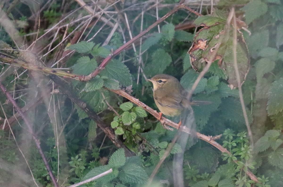 Radde's Warbler - ML642518521