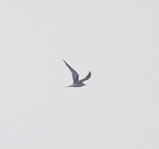 Common Tern - ML642518551