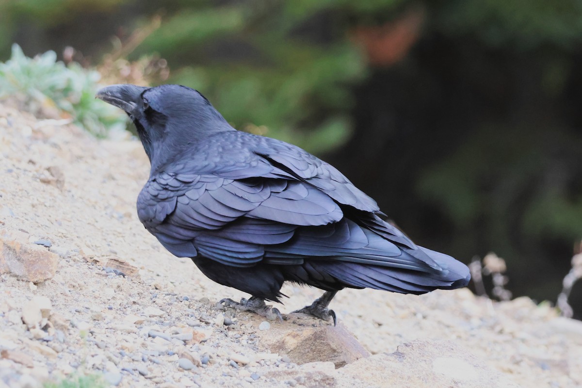 Common Raven - ML642518553