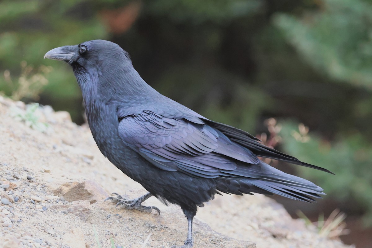 Common Raven - ML642518557