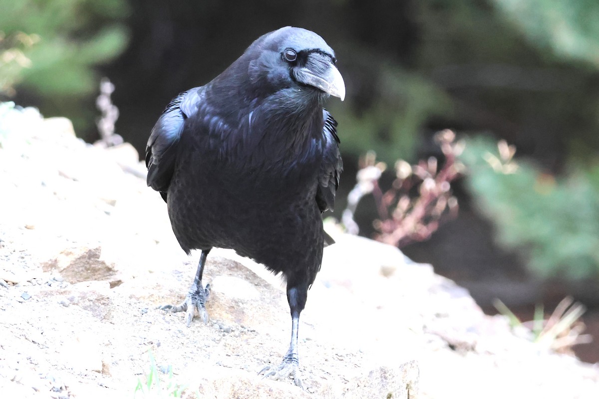 Common Raven - ML642518560