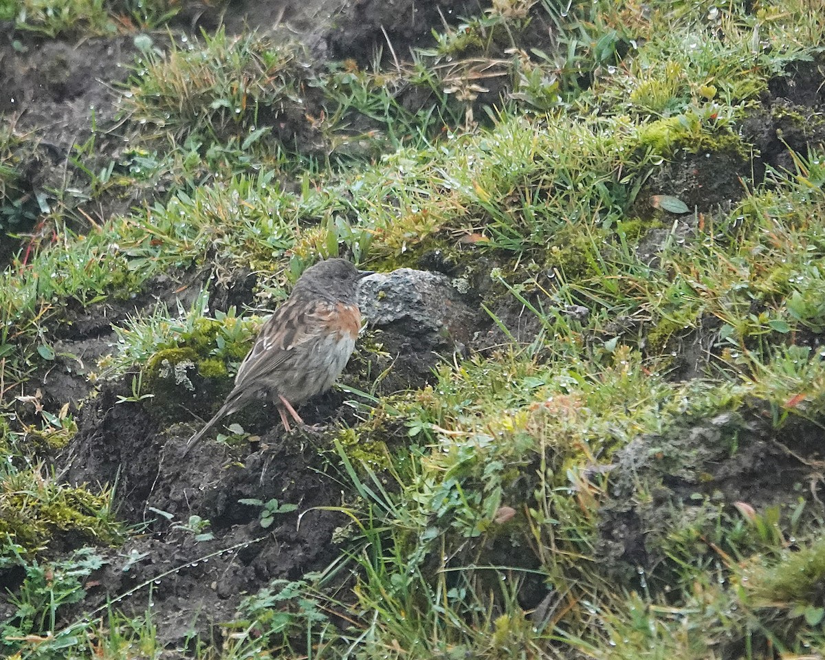 Robin Accentor - ML642518562