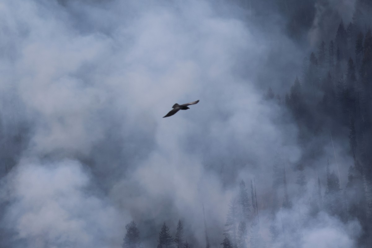 Common Raven - ML642518563